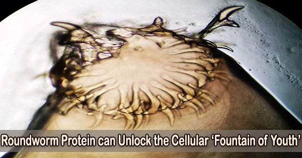 Roundworm Protein can Unlock the Cellular ‘Fountain of Youth’