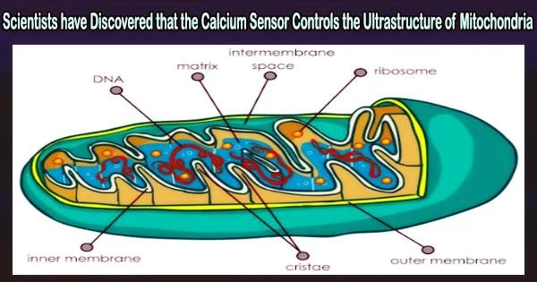 Scientists have Discovered that the Calcium Sensor Controls the Ultrastructure of Mitochondria