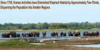 Since 1700, Human Activities have Diminished Elephant Habitat by Approximately Two-Thirds, Dispersing the Population into Smaller Regions