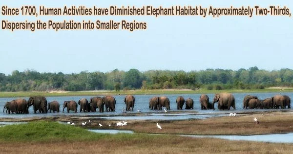 Since 1700, Human Activities have Diminished Elephant Habitat by Approximately Two-Thirds, Dispersing the Population into Smaller Regions