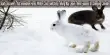 Study Discovers That Snowshoe Hares’ Winter Color Switching Timing May Leave Them Exposed to Changing Climates