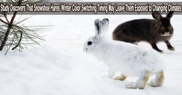 Study Discovers That Snowshoe Hares’ Winter Color Switching Timing May Leave Them Exposed to Changing Climates