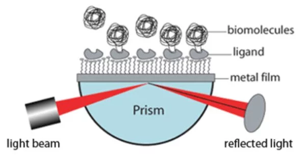 Surface Plasmon Resonance (SPR)