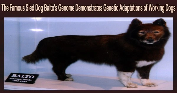 The Famous Sled Dog Balto’s Genome Demonstrates Genetic Adaptations of Working Dogs