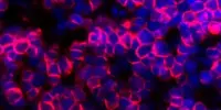 Thymus Organoids were used to generate Patient-specific Cells