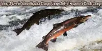 Timing of Juvenile Salmon Migration Changes Unexpectedly in Response to Climate Change