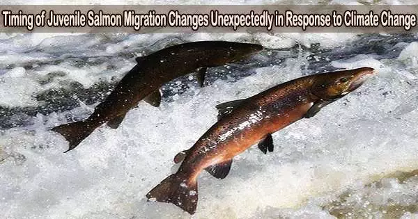 Timing of Juvenile Salmon Migration Changes Unexpectedly in Response to Climate Change