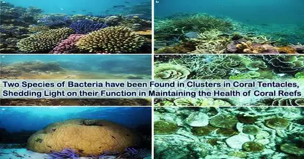 Two Species of Bacteria have been Found in Clusters in Coral Tentacles, Shedding Light on their Function in Maintaining the Health of Coral Reefs