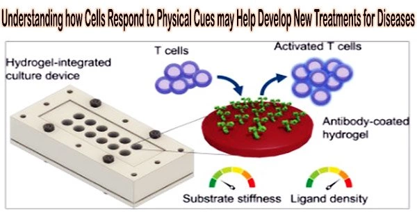 Understanding how Cells Respond to Physical Cues may Help Develop New Treatments for Diseases