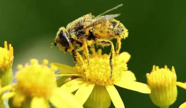 Abundance of urban honeybees adversely impacts wild bee populations