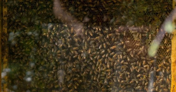 Urban Honeybee Populations are Negatively impacted by their Abundance