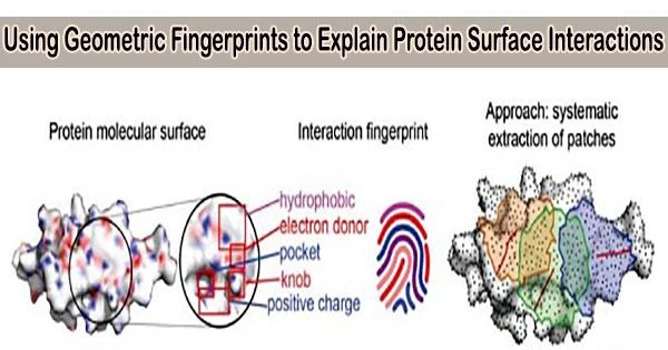 Using Geometric Fingerprints to Explain Protein Surface Interactions