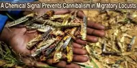 A Chemical Signal Prevents Cannibalism in Migratory Locusts