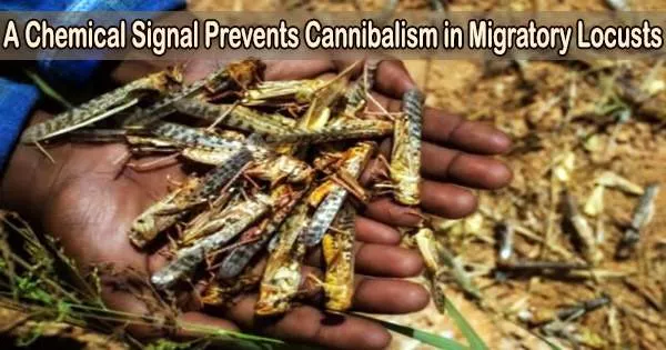A Chemical Signal Prevents Cannibalism in Migratory Locusts
