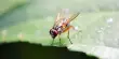 A Fruit Fly Compound may lead to New Antibiotics