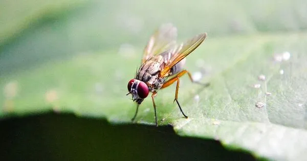 A Fruit Fly Compound may lead to New Antibiotics