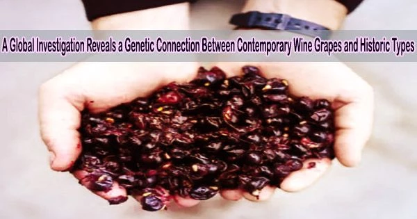 A Global Investigation Reveals a Genetic Connection Between Contemporary Wine Grapes and Historic Types