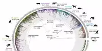 A New Study has reshaped the Mammalian Tree of Life