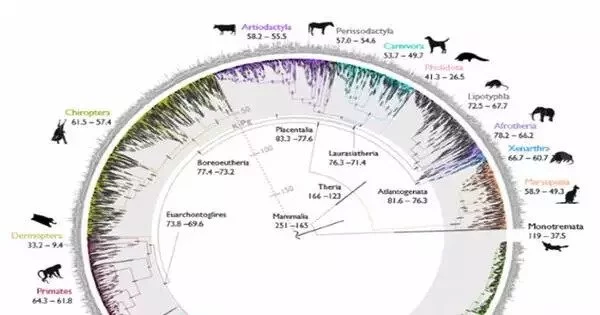 A New Study has reshaped the Mammalian Tree of Life