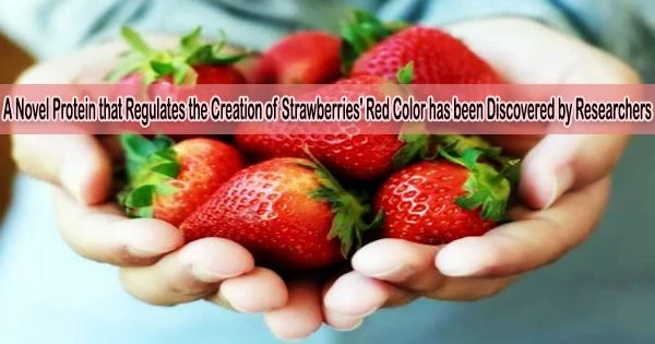 A Novel Protein that Regulates the Creation of Strawberries’ Red Color has been Discovered by Researchers