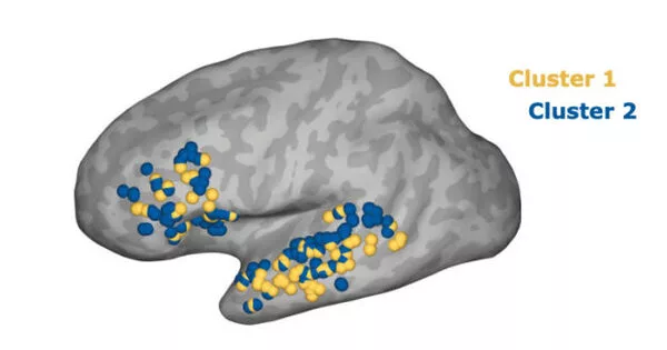 Two brain networks are activated while reading, study finds