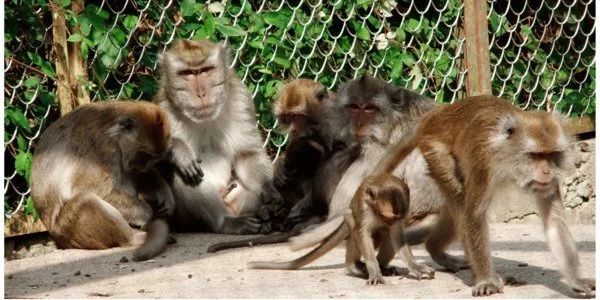 Study finds socially tolerant monkeys have better impulse control