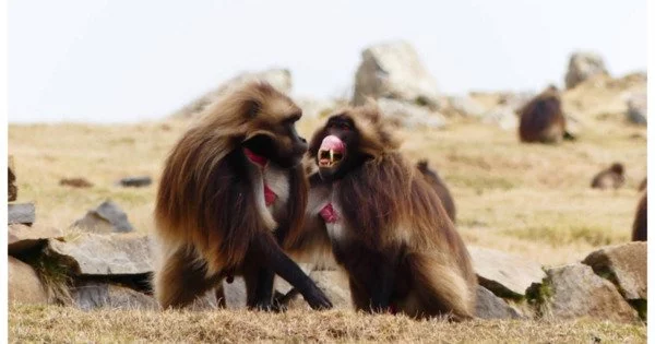 According to Research, Socially Tolerant Monkeys have better impulse Control