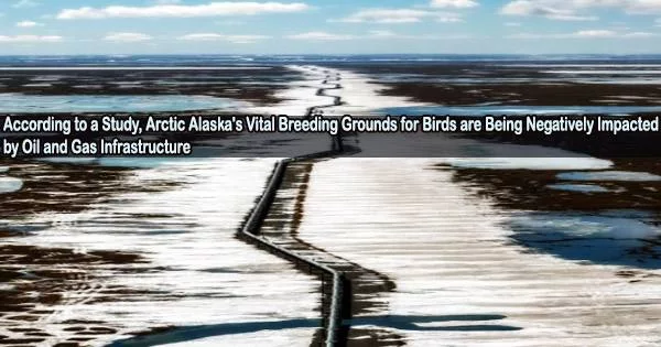 According to a Study, Arctic Alaska’s Vital Breeding Grounds for Birds are Being Negatively Impacted by Oil and Gas Infrastructure