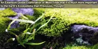 An Extensive Global Examination of Moss Finds that it is much more Important to the Earth’s Ecosystems than Previously Thought