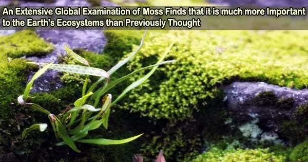 An Extensive Global Examination of Moss Finds that it is much more Important to the Earth’s Ecosystems than Previously Thought