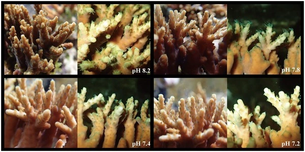 Ancient viruses discovered in coral symbionts' DNA