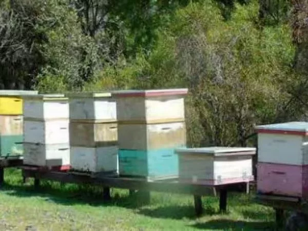 Organic beekeeping rivals conventional methods for bee health, productivity