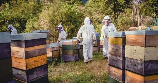 Bee Productivity and Health are Comparable to Conventional Beekeeping Techniques