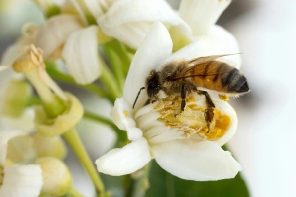 Biologists discover bees to be brew masters of the insect world