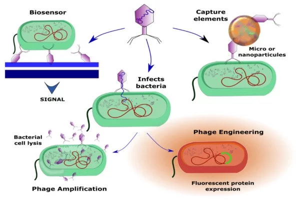 Phage structure captured, to benefit biotech applications