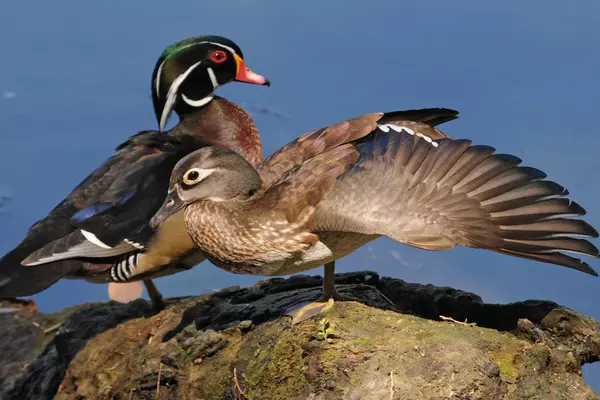 Early-nesting ducks at increased risk due to changes in climate, land use