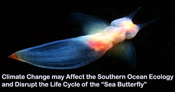 Climate Change may Affect the Southern Ocean Ecology and Disrupt the Life Cycle of the “Sea Butterfly”