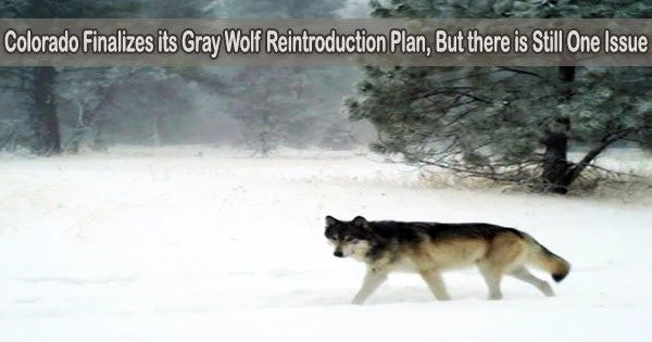 Colorado Finalizes its Gray Wolf Reintroduction Plan, But there is Still One Issue