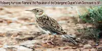 Following Hurricane Filomena, the Population of the Endangered Dupont’s lark Decreased by 66%