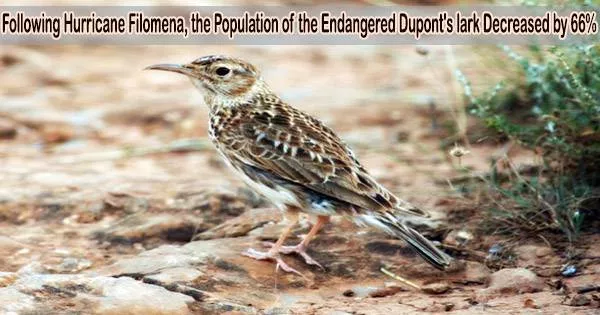 Following Hurricane Filomena, the Population of the Endangered Dupont’s lark Decreased by 66%