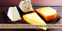 Fungal Antibiotics can Affect the Development of the Microbiota, According to Cheese Tests