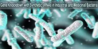 Gene Knockdown with Synthetic sRNAs in Industrial and Medicinal Bacteria