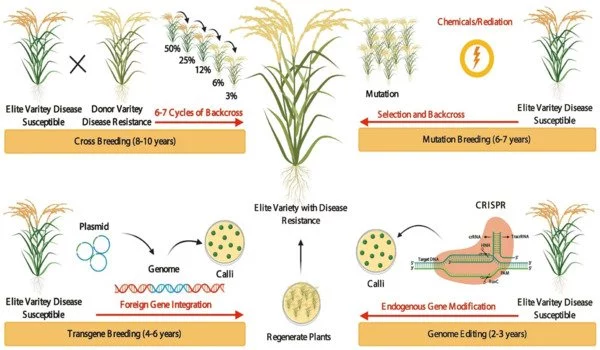 Genome editing used to create disease resistant rice