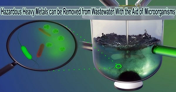 Hazardous Heavy Metals can be Removed from Wastewater With the Aid of Microorganisms