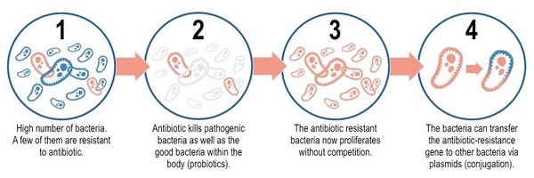 How bacteria evolve resistance to antibiotics