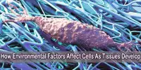 How Environmental Factors Affect Cells As Tissues Develop