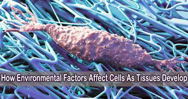 How Environmental Factors Affect Cells As Tissues Develop