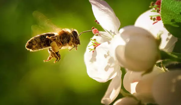 Human factors affect bees' communication