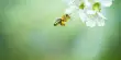 Human Factors Have an Impact on Bee Communication