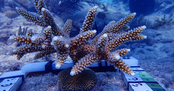 CRISPR/Cas9 Identifies a Critical Gene Involved in the Evolution of Coral Skeleton Construction